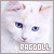 ragdoll cats